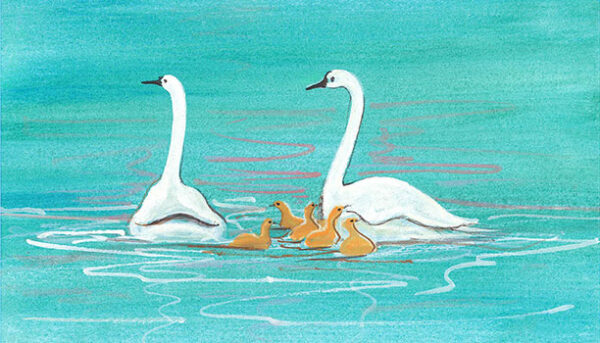 Cygnet watch Giclee on Paper